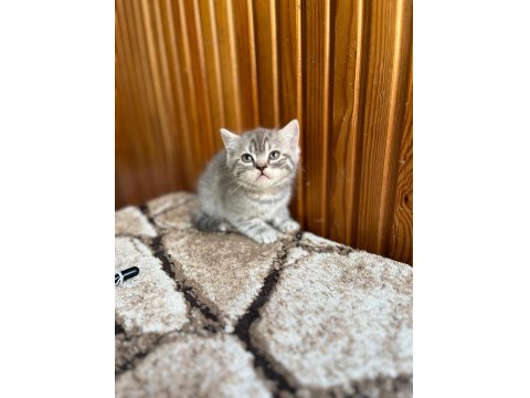 Gri British Shorthair Güzellikler