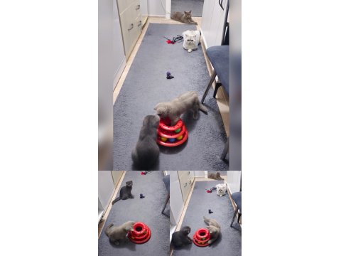 British Shorthair Kedilerimiz