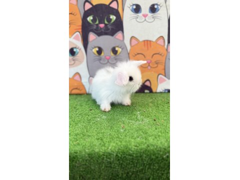 Hollanda Teddy Lop Tavşanı Gönderim Yapılır