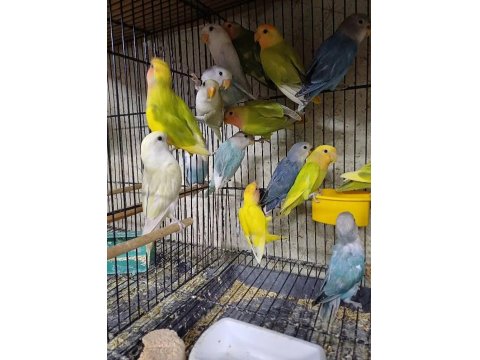 Sevda Cennet Papağanı Yavrular