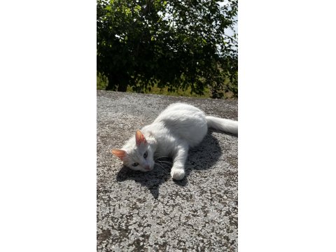 British Dişi Kedimiz