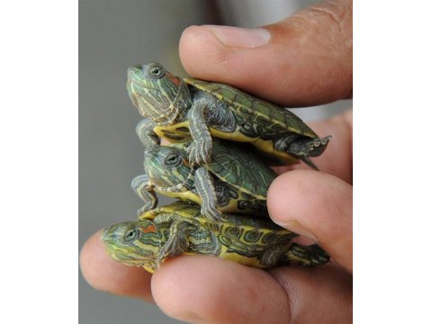 Su Kaplumbağaları Ve Tüm Malzemeleri Aynı Gün Adrese Teslim