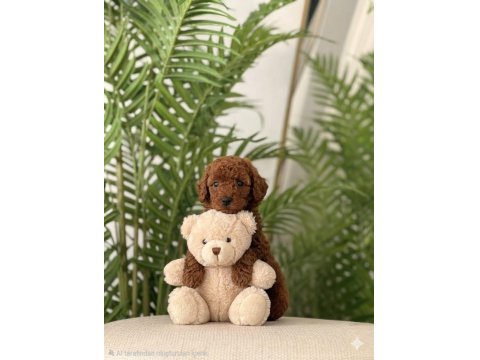 Toy Poodle 2,5 Aylık Yavrular