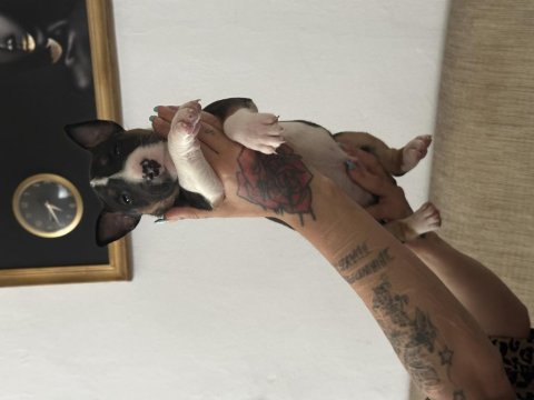 1 Buçuk Aylık Bull Terrier Yavrularımız