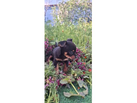 Teacup Dişi Chihuahua Bebekler