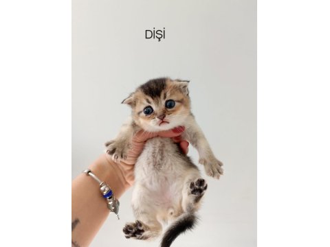 50 Günlük Scottish Yavrular