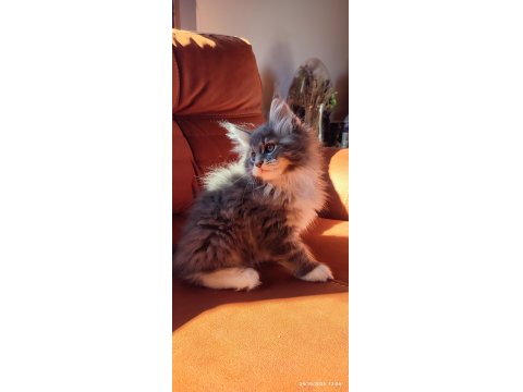 Eşsiz Renkleri Ve Dopdolu Şecereleri İle Safkan Maine Coon Yavrularım
