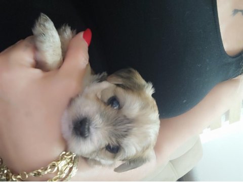 1 Aylık Morkie Bebekler 3 Kız Ve 2 Erkek