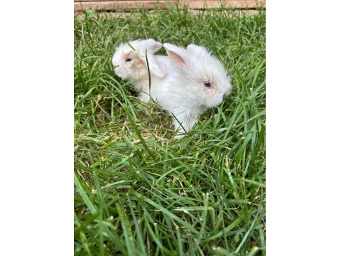 Konya'da Sahibinden Hollanda Lop Tavşan Yavruları