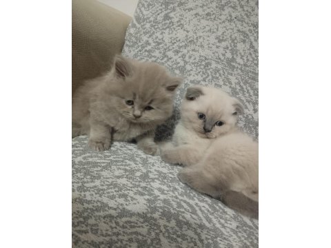 A Kalite Bluepoint Safkan Kediler Teslime Hazır