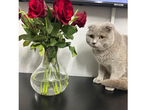 4 Yaşında Uysal Sevimli Scottish Fold