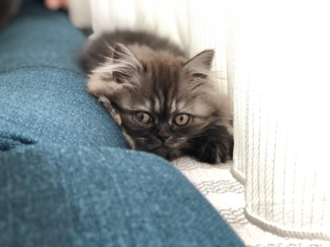 3 Aylık Dişi Yavru Kedimiz