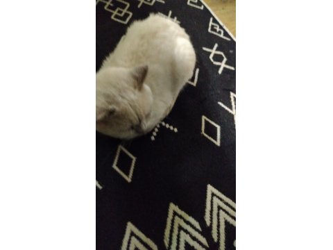 4 Yasında Erkek Kedimiz