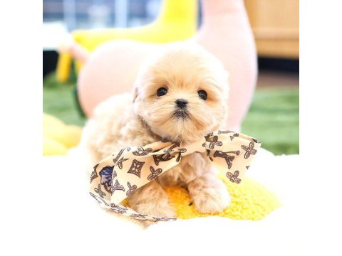 Kore Maltipoo Bebek Köpeklerim