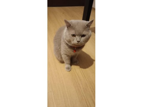 Duman 1 Yaşında Ayı Surat Kedimiz