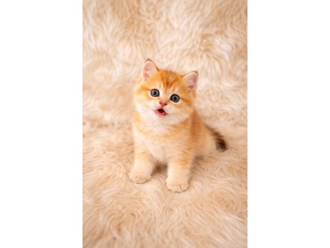 British Shorthair Harika Yavrular