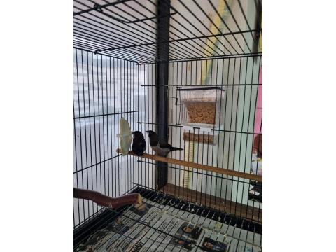 Şok Kampanya Vasıflı Mokka Kuşlar