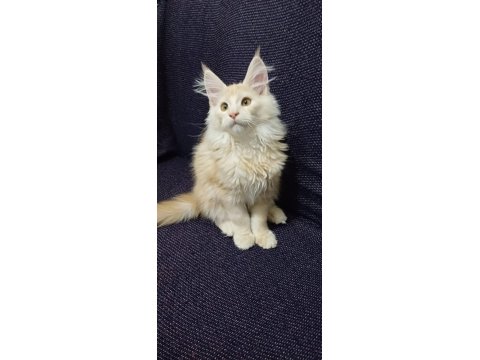 Anne Baba Şecereli Safkan Yavru Maine Coon