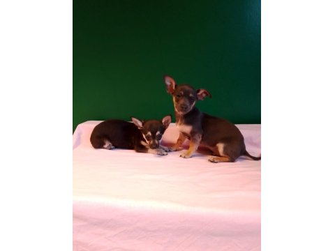 Mükemmel Pinscher Yavrularımız