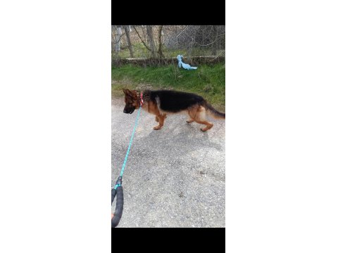 A Şecere Alman Kurdu