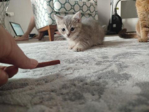 Kedimiz Puki Yeni Yuvasını Arıyor