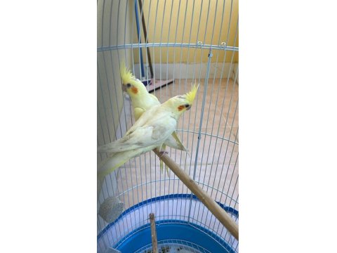 Acilen Sahiplendirilecek Sultan Papağanı