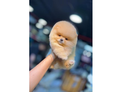 Orjinal Pomeranian Boo