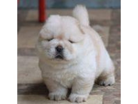 Sevimli Chow Chow Köpeği Yavruları