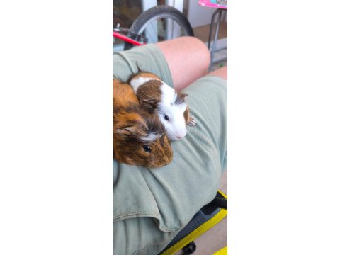 Guinea Pig 7 Aylık 2 Erkek