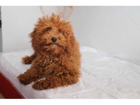 Mini Boy Toy Poodle Kızımız