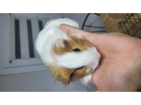 Fethiyede Guinea Pigler Sizleri Bekliyor