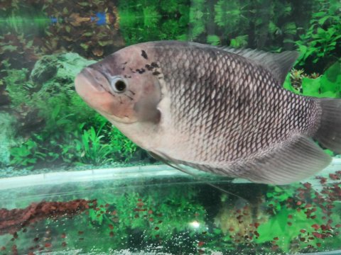 43 Cm Dev Show Boy Gurami