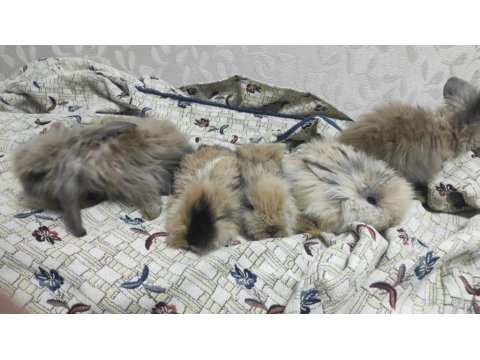 Hollanda Lop Tavşanlarımız