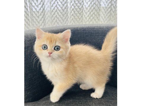British Shorthair Golden Dişi Yavru