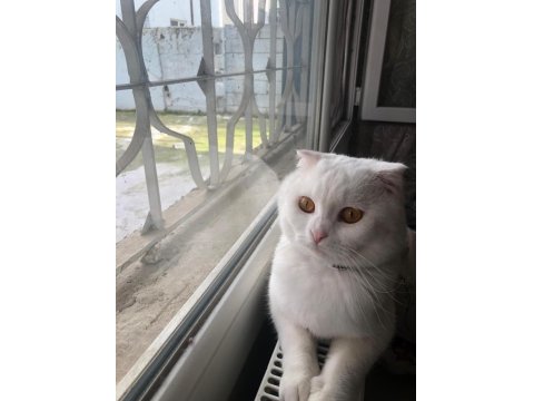 Beyaz Scottish Fold Kedimiz