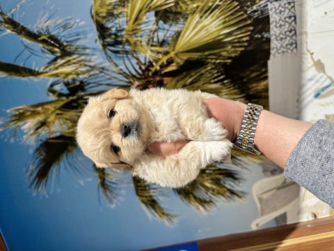 Irk Ve Sağlık Garantili Mini Ev İçin Pekinez Bebekler