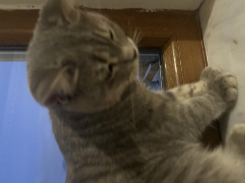 Kedimizi Sahiplendirme