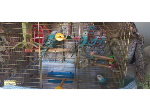 Yeme Yeni Düşen Kuşlarım Satılık