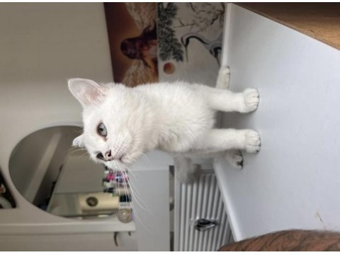 British Shorthair Beyaz Mavi Göz Dişi