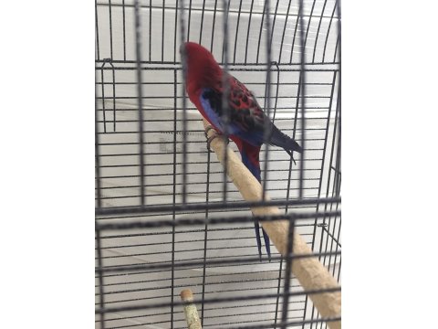 Bordo Mavi Özel Renk Dişi Rozella