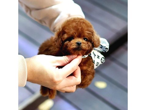 Toy Poodle Köpek Yavrularım