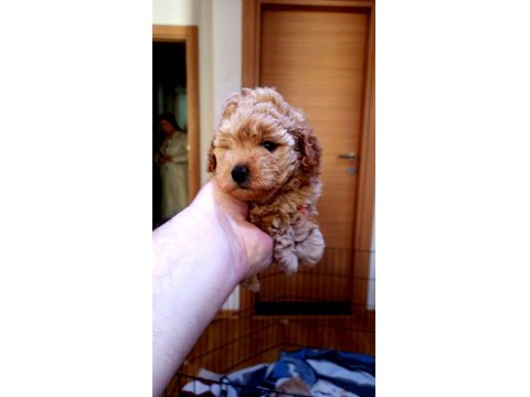 Şecereli Anneden Toy Poodle Kore Kan Yavrumuz