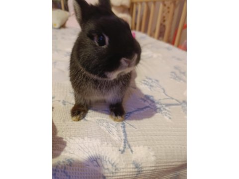 Safkan Black Silver Cüce Tavşan Yavrular