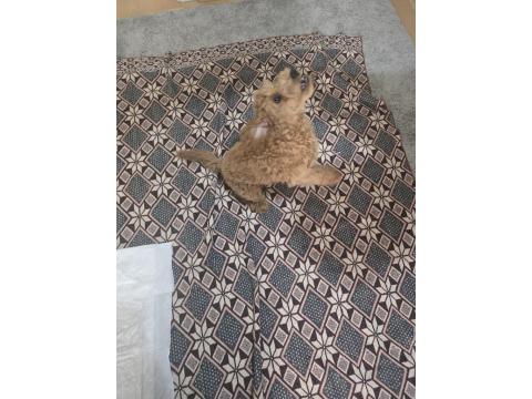 Poodle 4 Aylık Sahiplendirme