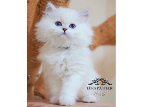 İpeksi Tüylü Silver British Longhair