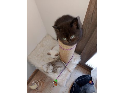 Top Kafa Yüksek Kalite Irk British Yavrular