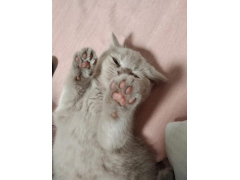 Oyuncu Nadir Renk Orijinal British Shorthair