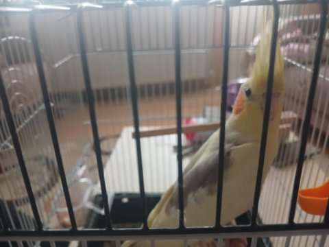 Dişi Uysal Sultan Papağanı