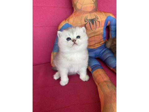 British Shorthair Golden Ve Silver Yavrularımız