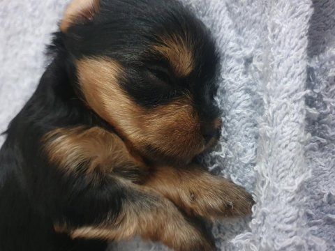 Yorkshire Teacup Bebekler